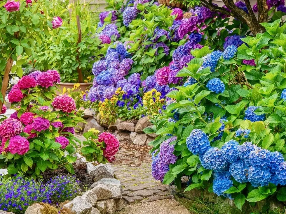 A garden with many different flowers and plants