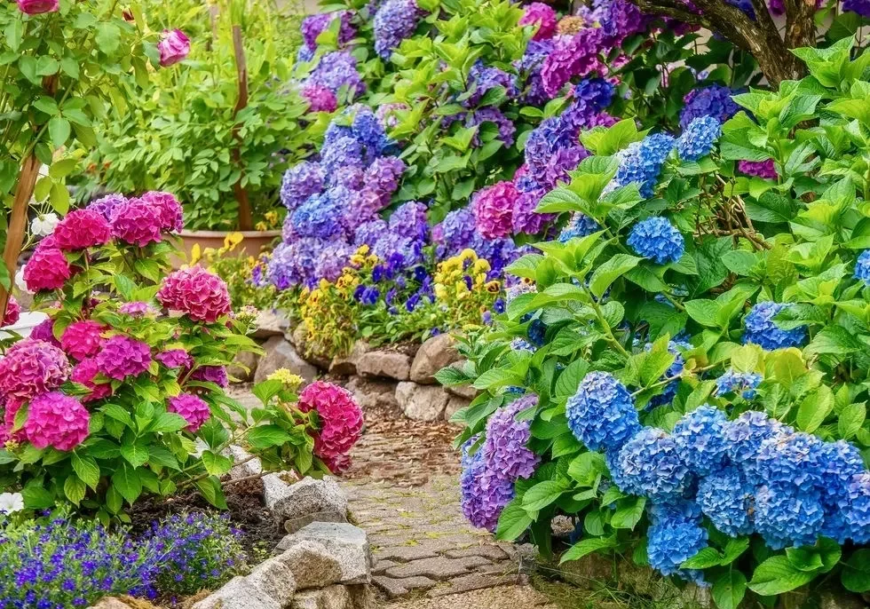 A garden with many different flowers and plants